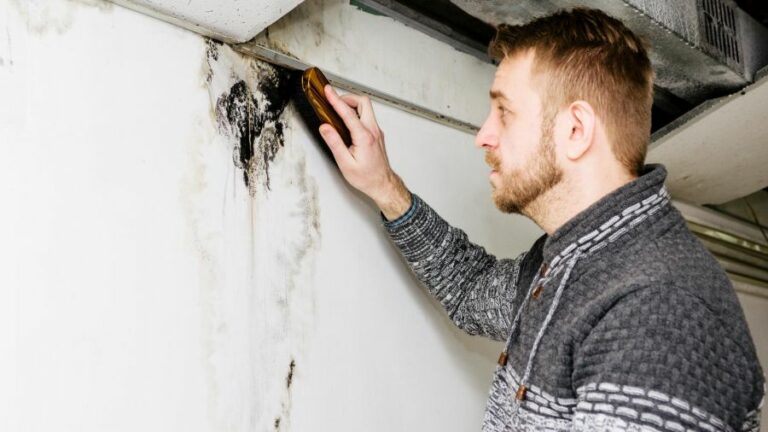 Clearing Mold From Surfaces Before Prep. What Pros Say