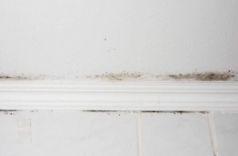 Prevent Mold During Surface Preparation. What Pros Say