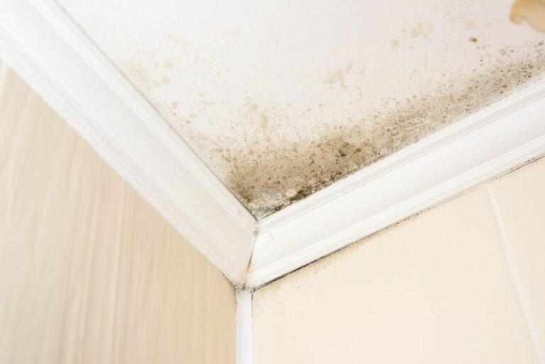 Banish Mold In the Surface Preparation Process. What Pros Say